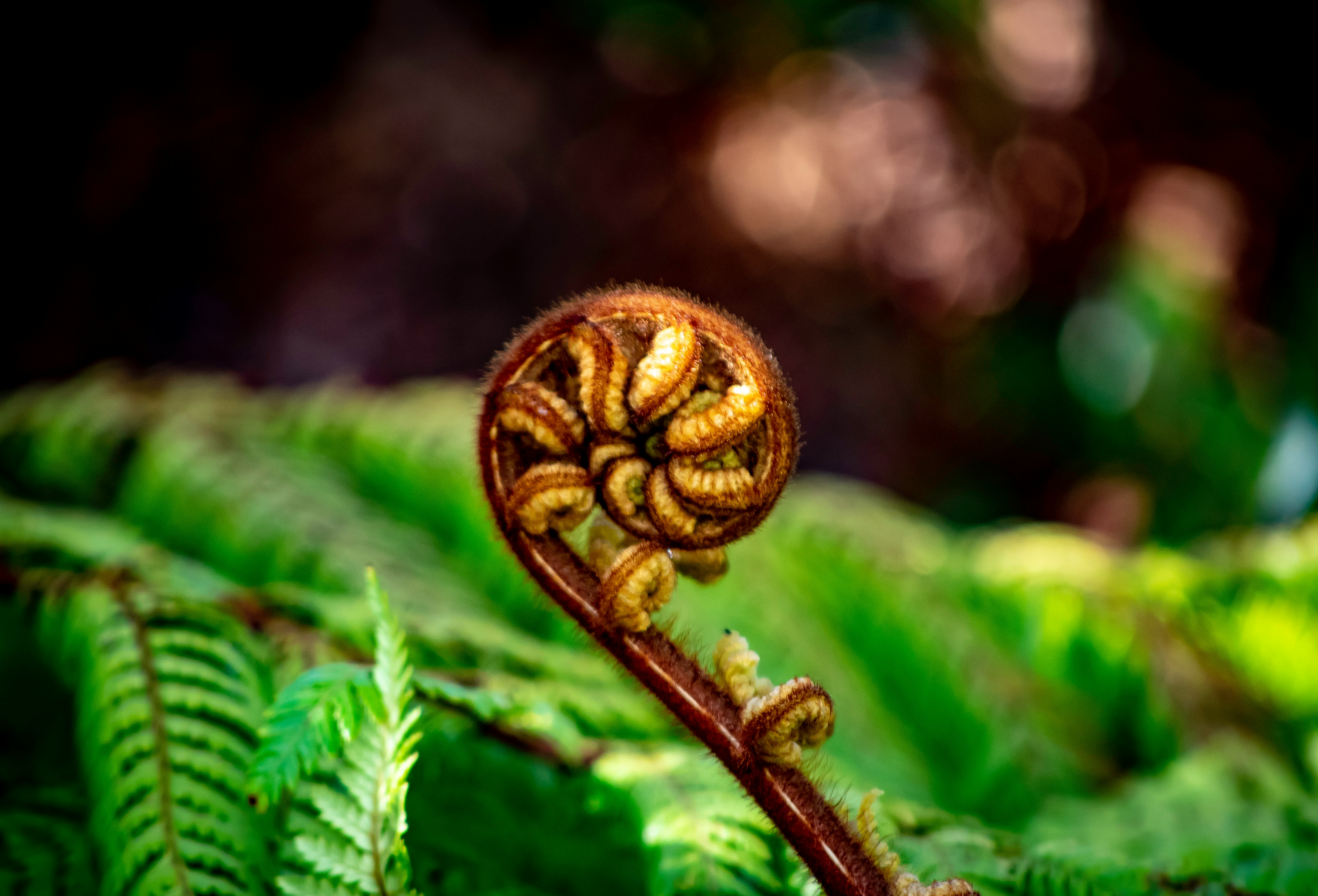 Koru - new beginnings